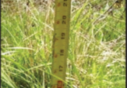 Measuring tape extended vertically from the ground to measure the height of the grass