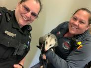 ASO Cassie Randolph removes a wayward possum from TSU