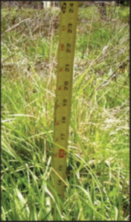 Measuring tape extended vertically from the ground to measure the height of the grass